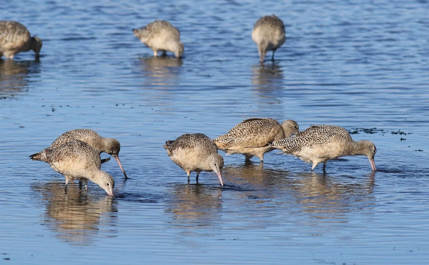 Coastal Wild