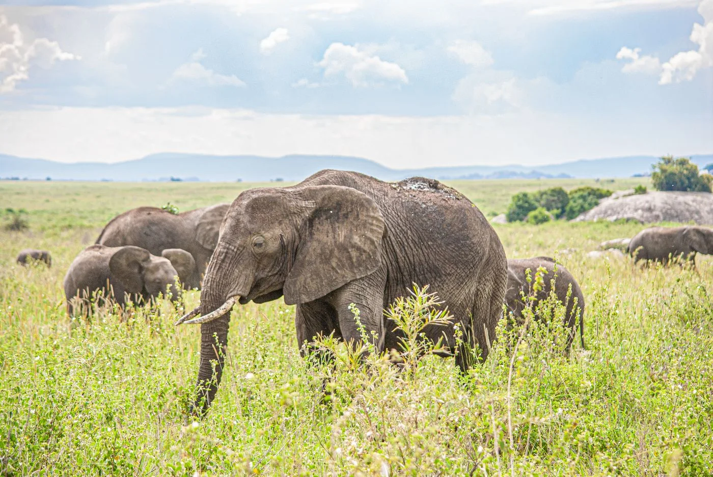 Wildlife photographer in the field