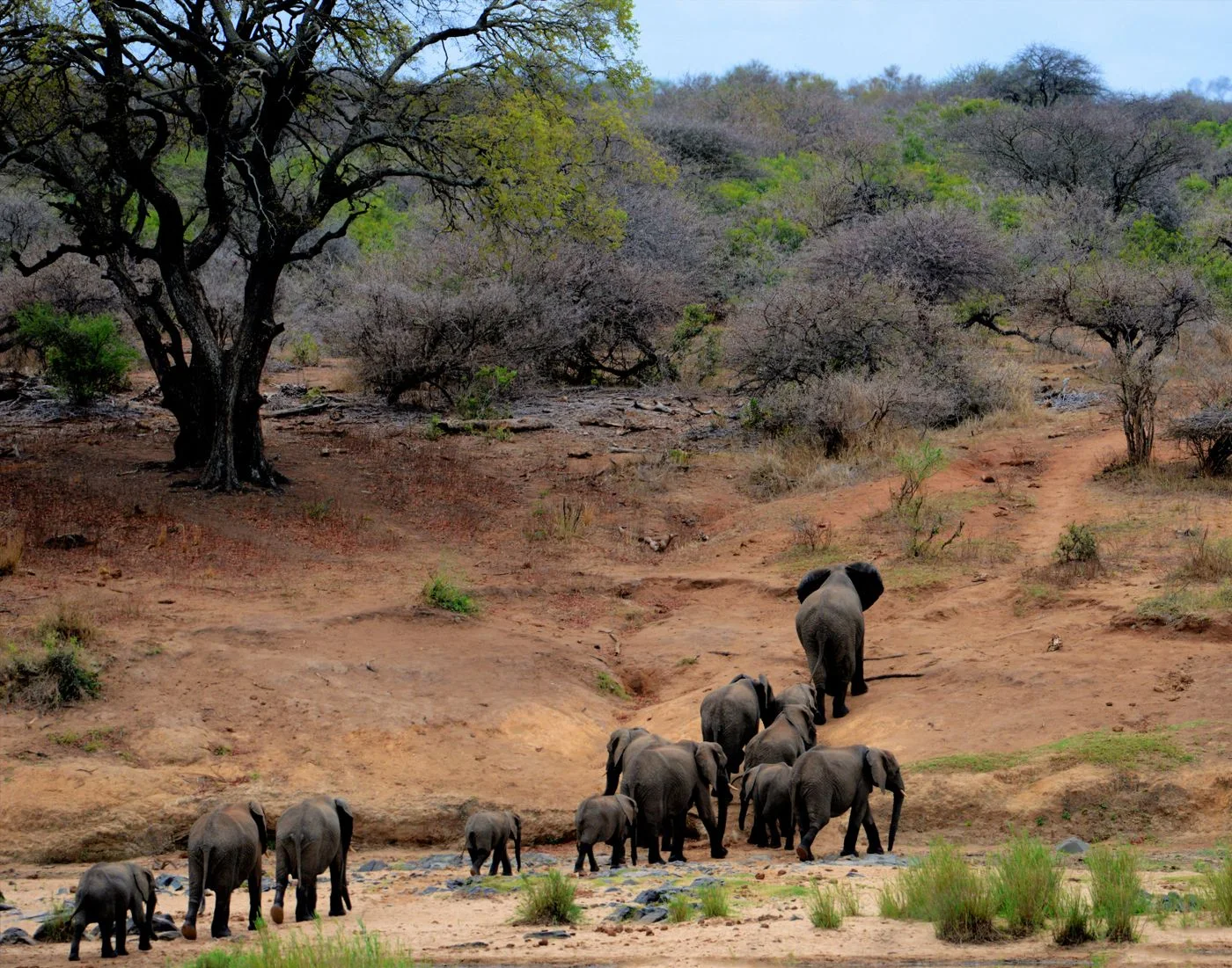 African Safari