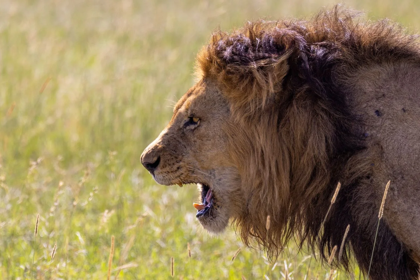 Big Cats