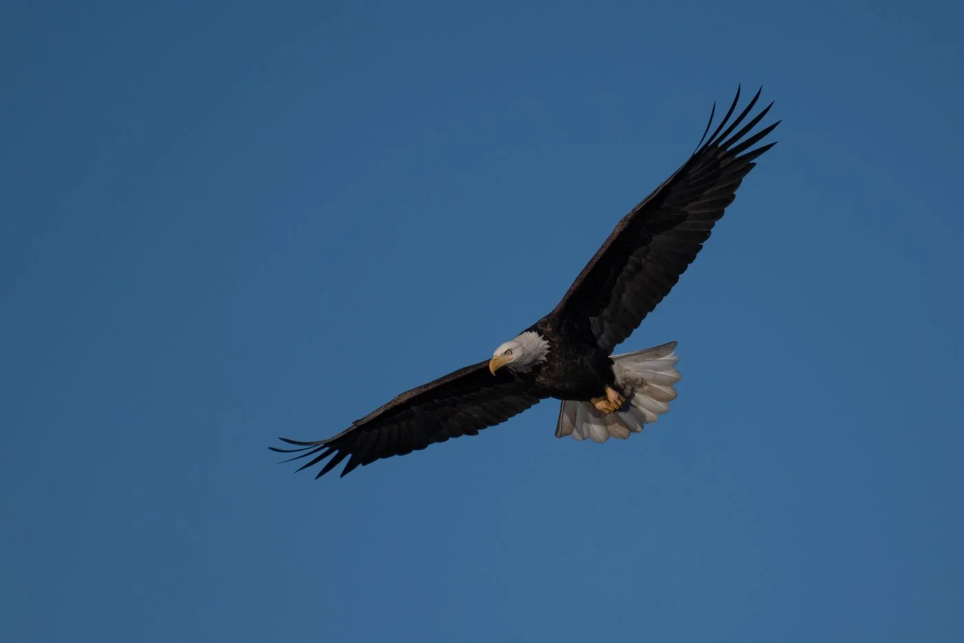 Wings & Sky
