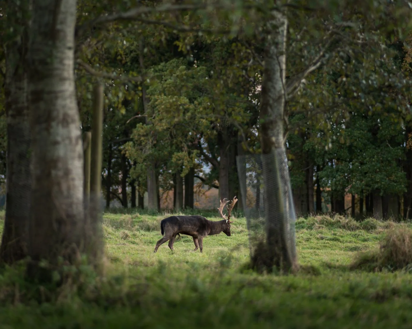 Forest Life