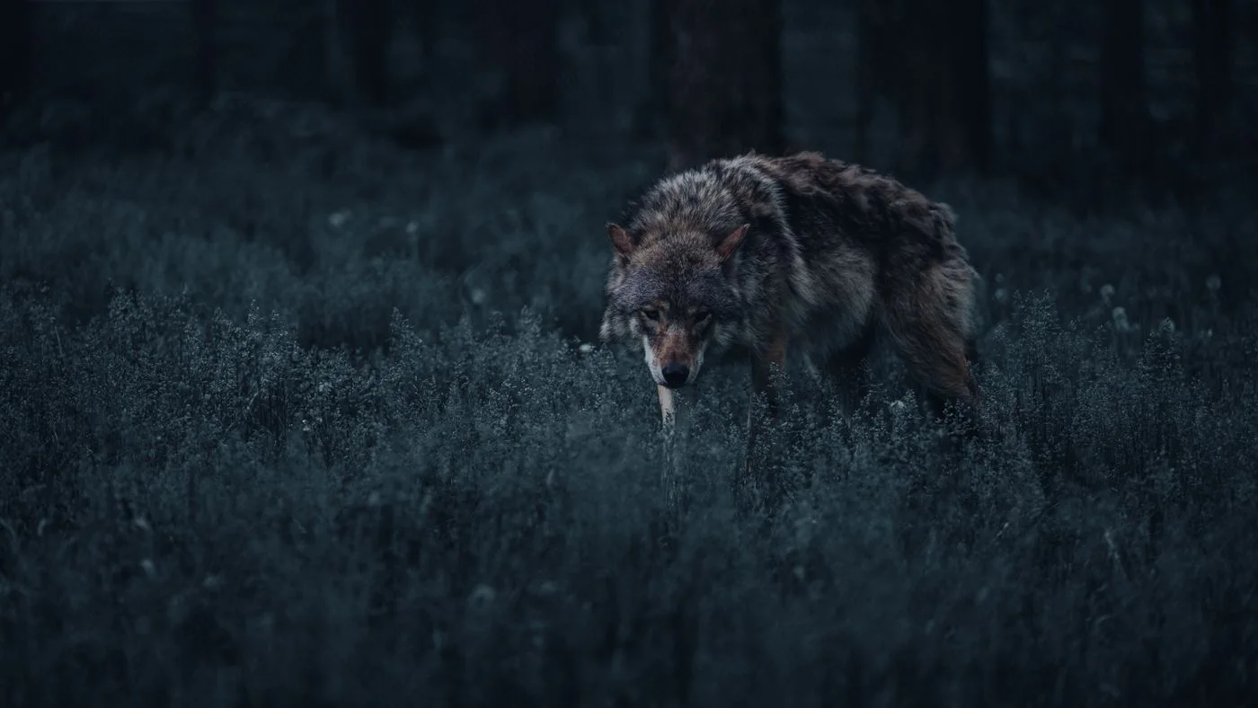 Night Hunters